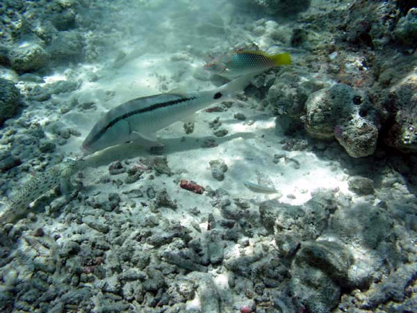 Unterwasserwelt Veligandu Island