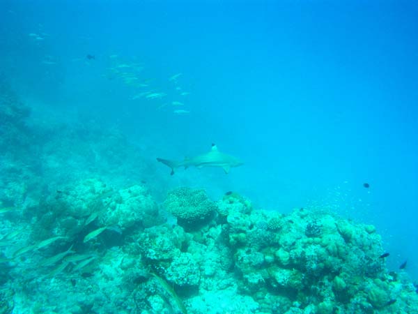 Unterwasserwelt Veligandu Island