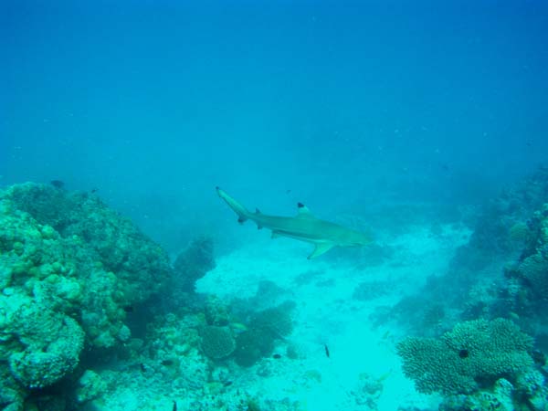 Unterwasserwelt Veligandu Island