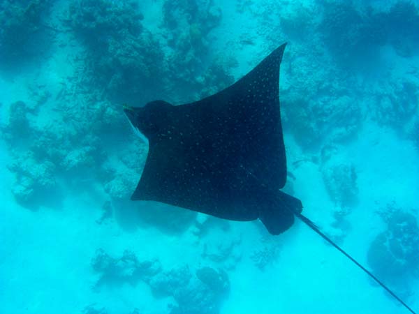 Unterwasserwelt Veligandu Island