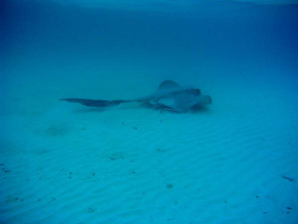 Unterwasserwelt Veligandu Island