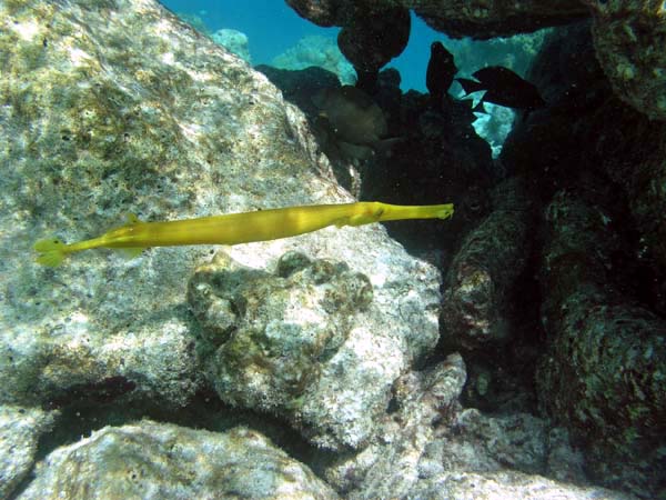 Unterwasserwelt Veligandu Island