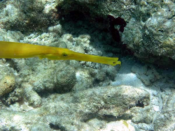 Unterwasserwelt Veligandu Island