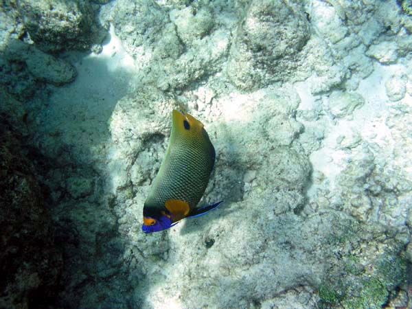 Unterwasserwelt Veligandu Island