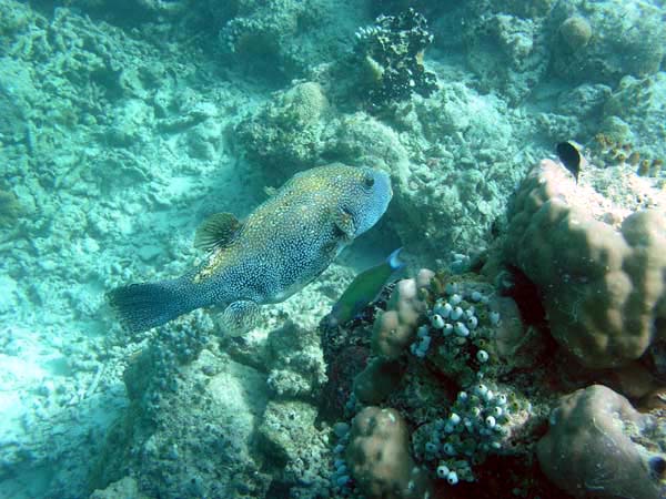 Unterwasserwelt Veligandu Island