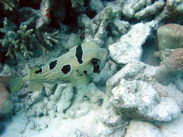 Unterwasserwelt Veligandu Island