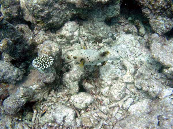 Unterwasserwelt Veligandu Island