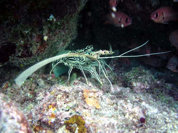 Unterwasserwelt Veligandu Island