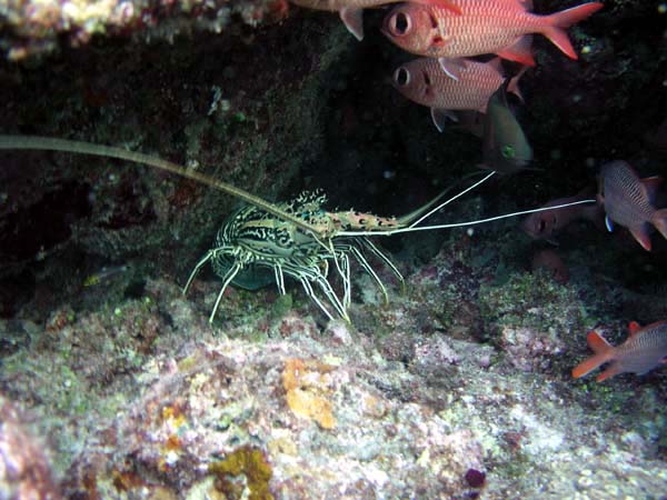 Unterwasserwelt Veligandu Island