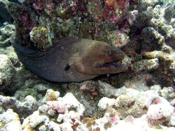 Unterwasserwelt Veligandu Island