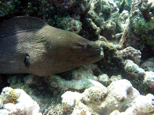 Unterwasserwelt Veligandu Island