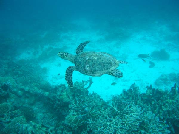 Unterwasserwelt Veligandu Island