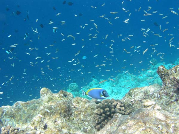 Unterwasserwelt Veligandu Island