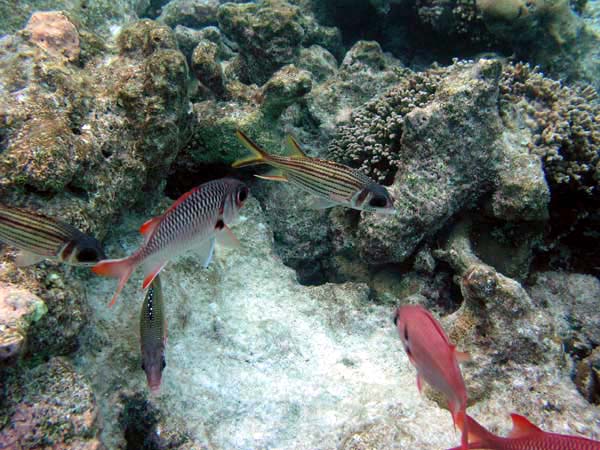 Unterwasserwelt Veligandu Island