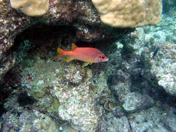 Unterwasserwelt Veligandu Island