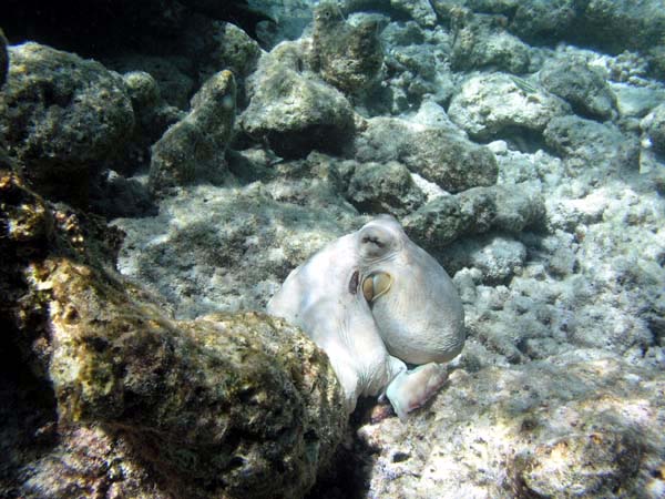 Unterwasserwelt Veligandu Island