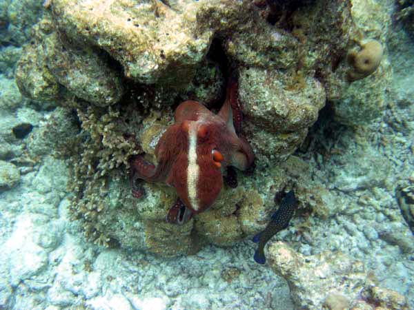 Unterwasserwelt Veligandu Island