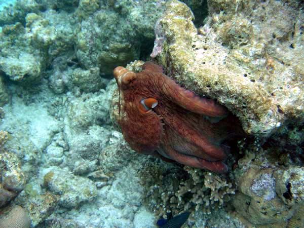 Unterwasserwelt Veligandu Island