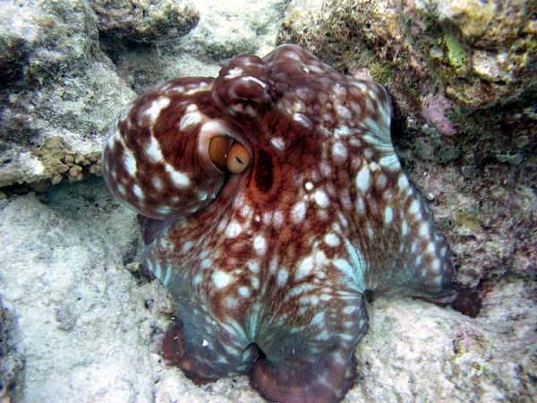 Unterwasserwelt Veligandu Island