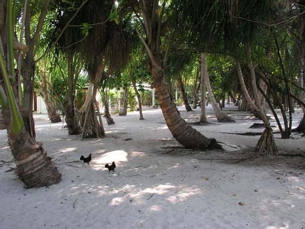 Inselaufnahmen Vilamendhoo