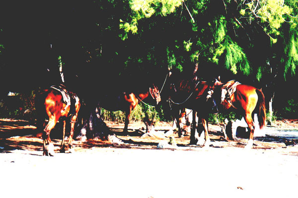 cayo026.jpg