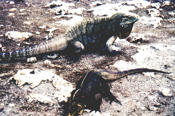 cayo029.jpg