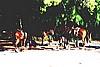 cayo026.jpg