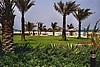 dubai022.jpg