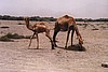 dubai062.jpg