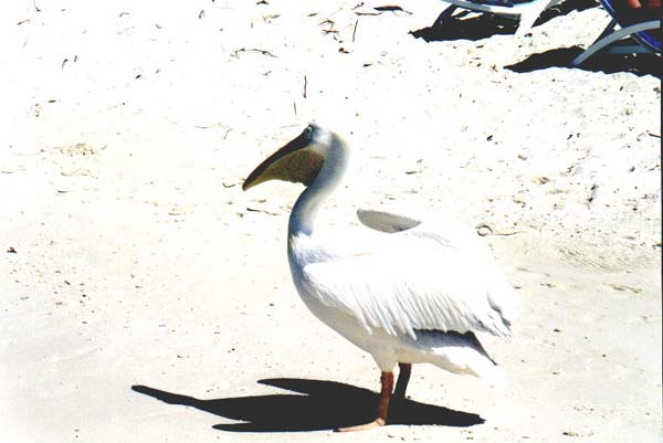 Ellai011.jpg