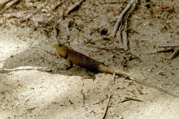 embudu02046.jpg