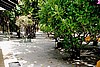 embudu02042.jpg
