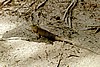 embudu02046.jpg
