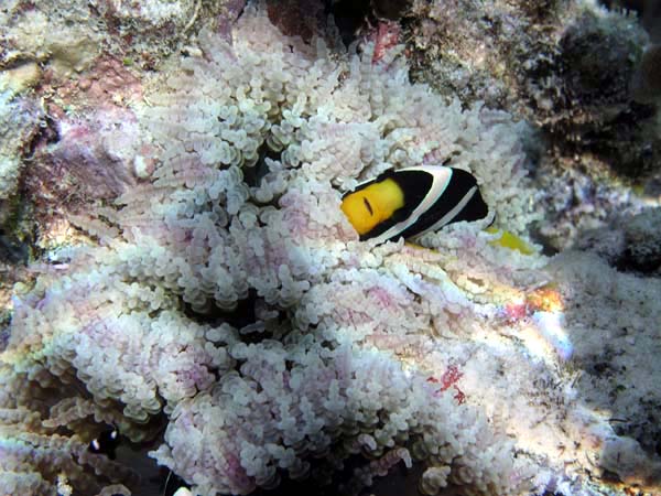 anP3143209.jpg