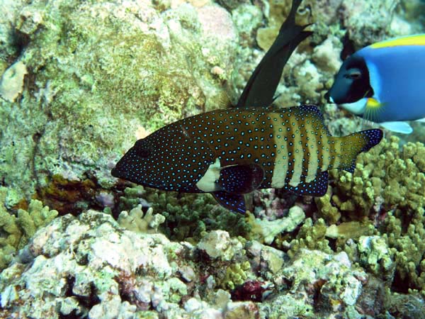baP3102323.jpg