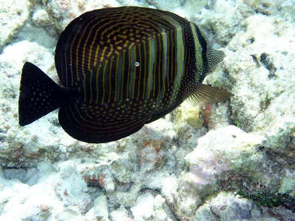 doP3071800.jpg