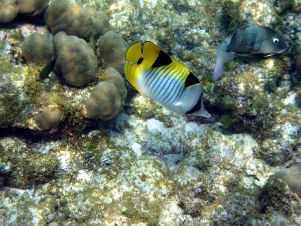 faP3082182.jpg