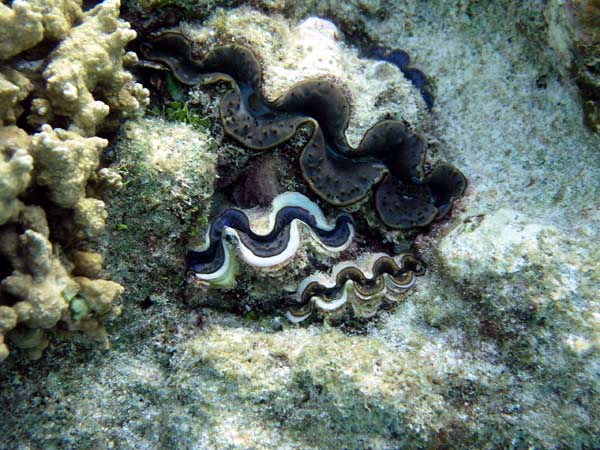 pfP3041128.jpg