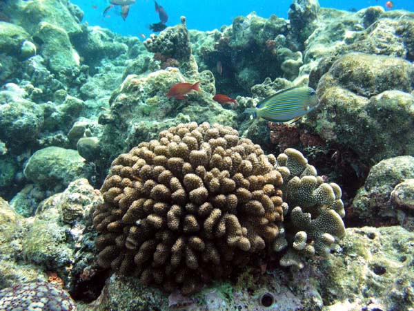 pfP3071723.jpg