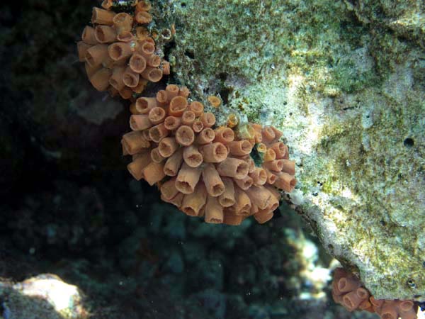 pfP3071736.jpg