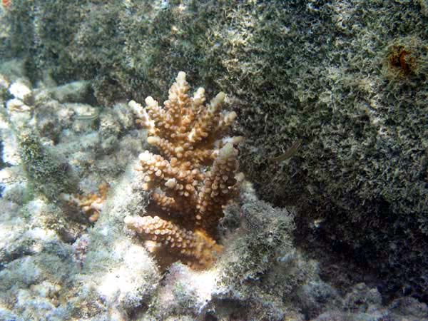 pfP3122708.jpg