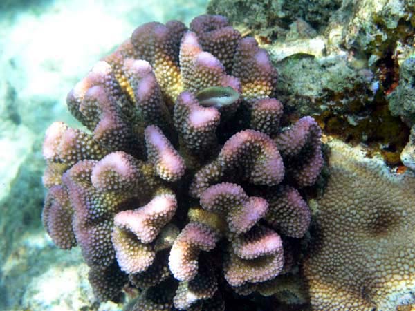 pfP3122752.jpg
