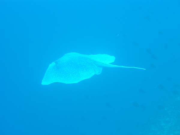 roP3143114.jpg