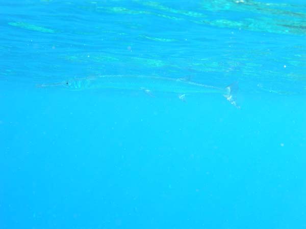 soP3051449.jpg