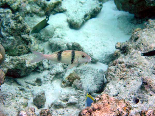 soP3051487.jpg