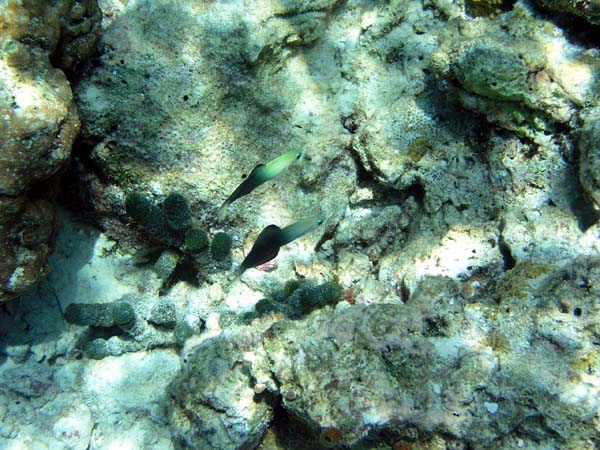 soP3082012.jpg