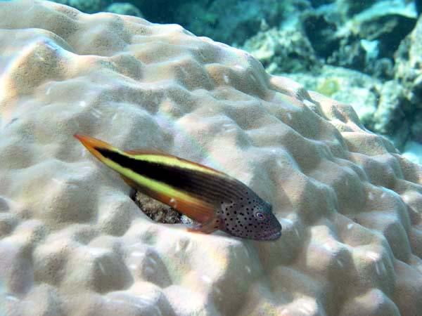 soP3082106.jpg