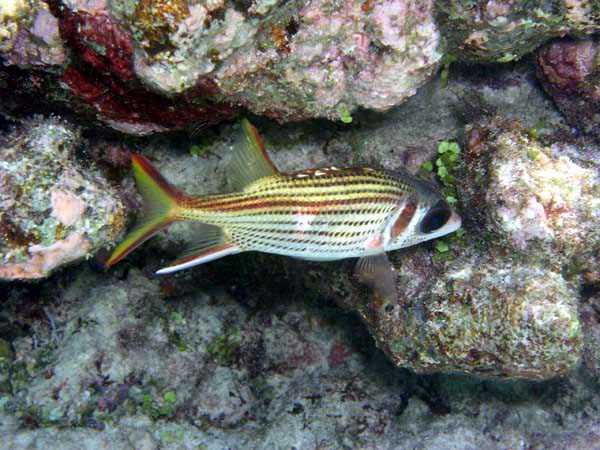 soP3133091.jpg