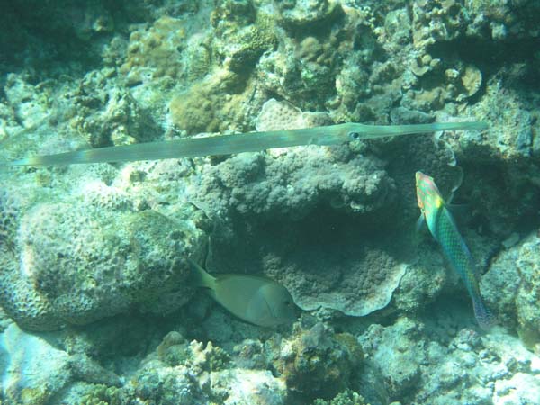 soP3153347.jpg
