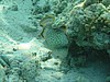 drP3041087.jpg